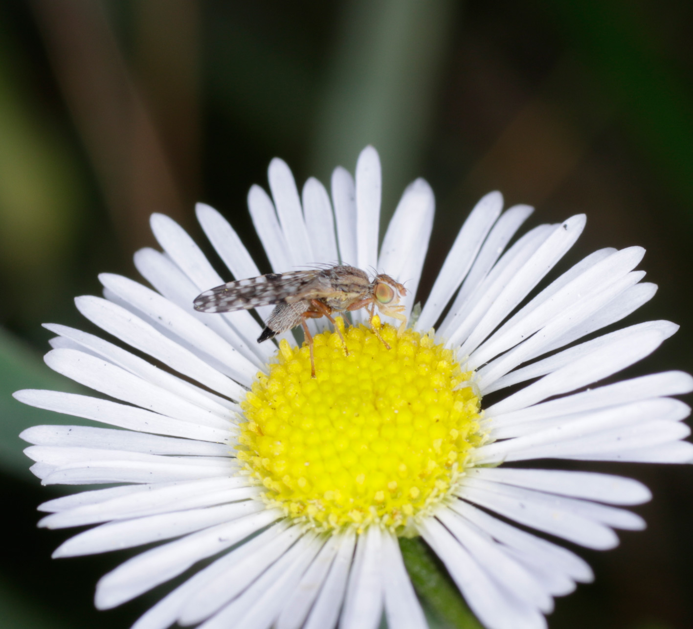 Tephritidae: Dioxyna bidentis, femmina